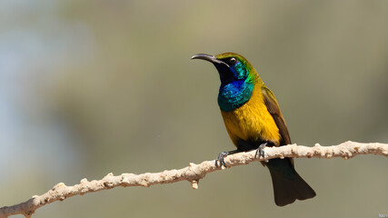 Palestinian sunbird