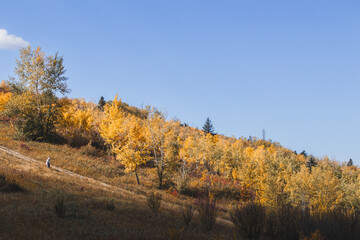 Autumnal trees in a park on a sunny day