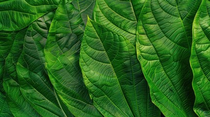 Fototapeta premium Green Leaf Texture