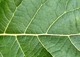 a photography of a close up of a leaf with a yellow line.