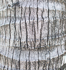 Obraz premium Coconut tree pattern texture, close-up shot