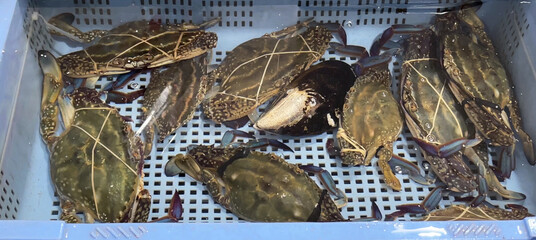 漁で獲ったワタリガニを水槽で生かす