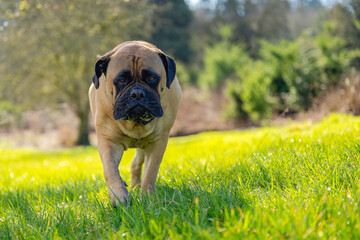 Fototapeta premium FAWN COLORED BULLMASTIFF WALKING TOWARDS THE CAMERA WITH CLEAR BRIGHT EYES AND STEPPING FROWARD WITH A BRIGHT GREN PARK BACKGROUND ON MERCER ISLAND WASHINGTON