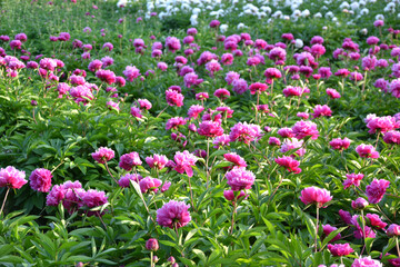 China,  Luoyang, China Luoyang Peony Cultural Festival ,  pink, crimson peonies blooming
