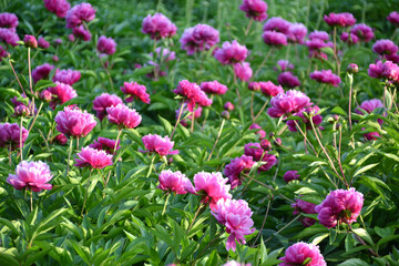 China,  Luoyang, China Luoyang Peony Cultural Festival ,  pink, crimson peonies blooming
