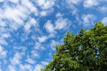 Tree with green foliage against the blue sky and clouds