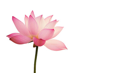 Elegant pink lotus flower isolated on a black background. Perfect for nature, floral, and beauty-themed designs and projects.