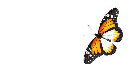 Fototapeta premium Close-up image of a vibrant orange and black butterfly with detailed wing patterns, showcasing nature's beauty and elegance.