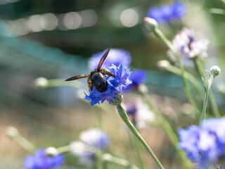 ヤグルマギクの蜜と花粉を集める蜂