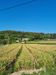 This is a large garlic field.