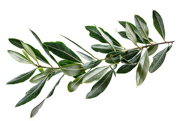 Olive branch on a white or isolated background. 