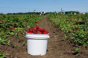 white buckets of fresh picked strawberries in the field between green beds