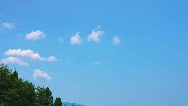 Blue sky and forest. 青空と森林　リアルタイム