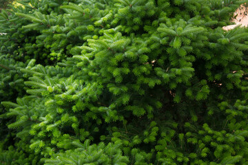 Taxus baccata close up. Green branches of yew tree(Taxus baccata, English yew