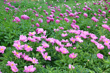 China,  Luoyang, China Luoyang Peony Cultural Festival ,  pink, crimson peonies blooming
