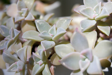 
This is a close-up of a succulent leaf.