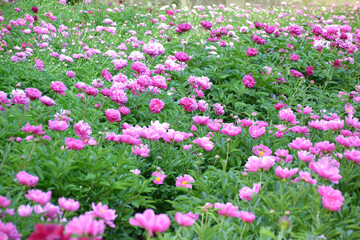 China,  Luoyang, China Luoyang Peony Cultural Festival ,  pink, crimson peonies blooming
