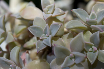 Fototapeta premium This is a close-up of a succulent leaf.