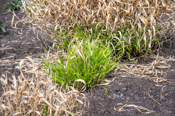 New spring growth of ornamental grasses in the dry leaves from the previous year, one clump pruned, as a nature background and symbol of seasons change
