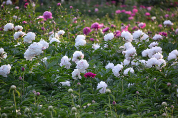 China,  Luoyang, China Luoyang Peony Cultural Festival , white peonies blooming

