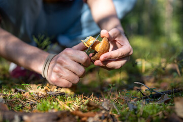 Man hands cut off stipe of mushroom Xerocomus to check for worms. Professional mushroom picker...
