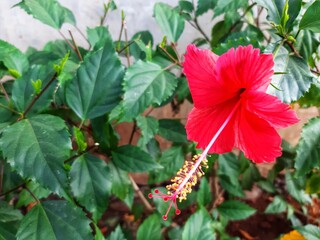 red hibiscus flowers after the rain with water droplets	