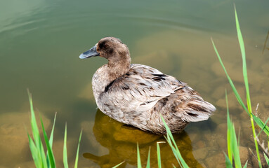 American black duck swimming in the pond