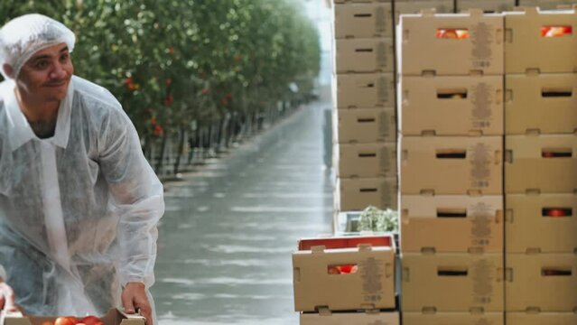 Greenhouse worker stacking boxes of fresh tomatoes for distribution inside industrial facility.