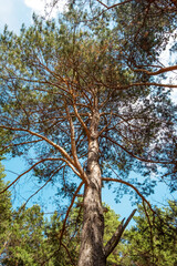 Looking up through pine tree canopy.