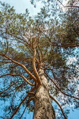 Looking up through pine tree canopy.