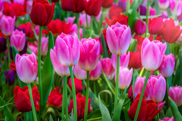 A field of colorful fresh full bloom  tulip flower