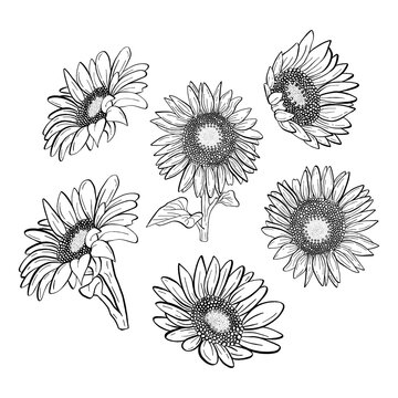 Line Art Beautiful Sunflowers Line for decoration crafts project, card, background and any design. Vector illustration about botanical nature.