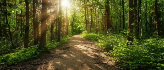 Fototapeta premium Path through dense, sunlit forest, representing green energy pathways and the journey towards sustainability, lush green trees and natural beauty
