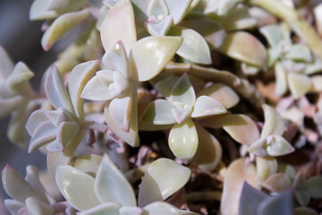 
This is a close-up of a succulent leaf.