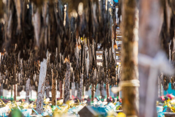 Pollack being dried in the winter wind. Gangwon-do Hwangtaedeokjang (Dried pollack, Theragra chalcogramma, Gadus chalcogrammus)