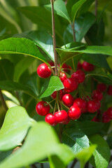 Obraz premium This is a close-up of Japanese Ardisia with red berries.