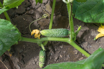 Obraz premium Young Growing Cucumbers on Vine in Home Garden