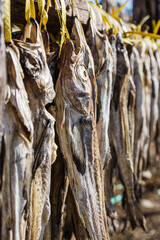 Pollack being dried in the winter wind. Gangwon-do Hwangtaedeokjang (Dried pollack, Theragra chalcogramma, Gadus chalcogrammus)