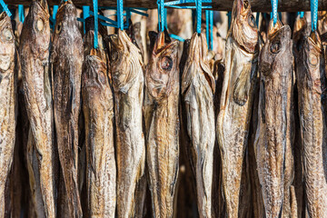 Pollack being dried in the winter wind. Gangwon-do Hwangtaedeokjang (Dried pollack, Theragra chalcogramma, Gadus chalcogrammus)