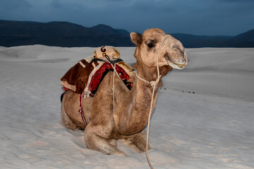 The dromedary (Camelus dromedarius), also known as Arabian camel,  on Socotra, Yemen.