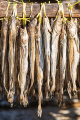 Pollack being dried in the winter wind. Gangwon-do Hwangtaedeokjang (Dried pollack, Theragra chalcogramma, Gadus chalcogrammus)