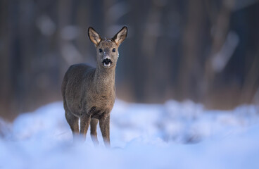 Roe deer ( Capreolus capreolus ) close up