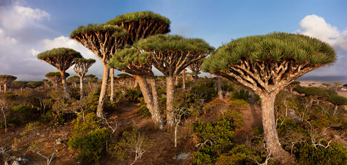 Socotra dragon tree or dragon blood tree, is a tree native to Socotra, Yemen.