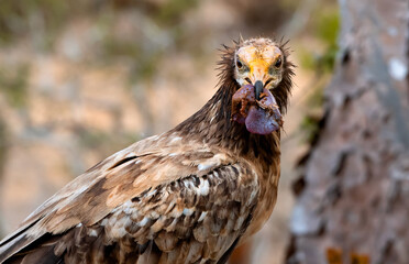 The Egyptian vulture (Neophron percnopterus), also called the white scavenger vulture or pharaoh's chicken. Photographed in Socotra, Yemen.
