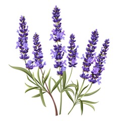 Obraz premium A lavender clipart, flower element, vector illustration, purple, isolated on white background