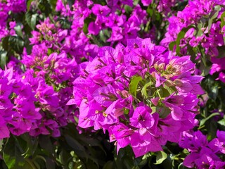 Obraz premium Bougainvillea pink blossom in the garden