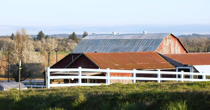 Rural Farm Barn Scene with Black Birds, in Willamette Valley Oregon, Single Car Passes By Early in Foreground, Static Shot, 4k60