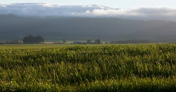 Rural Agricultural Willamette Valley Oregon, Big Green Grass Waving in Steady Breeze, Valley in the Distance, Late Afternoon/Evening @4k60