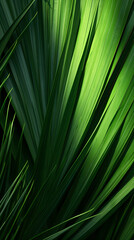 Close up of green leaves of palm tree