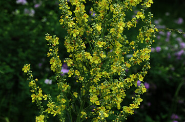 Verbascum lychnitis, mullein, velvet plant yellow flowers closeup